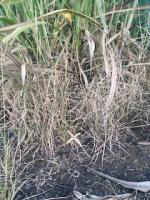 sugarcane_only project thumbnail