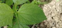 banana_weed project thumbnail