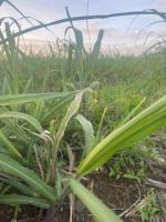 2dup__multi_crop_weed_detection 3 project thumbnail