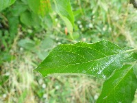 Daun Padi project thumbnail