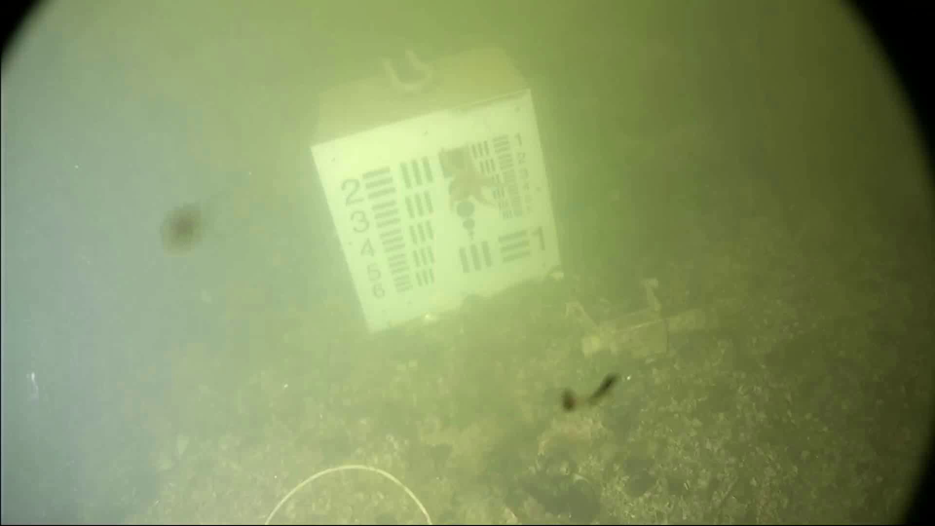 underwater species Object Detection Model by toby