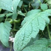 Tomato Leaf project thumbnail