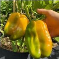 Capsicum RGB project thumbnail