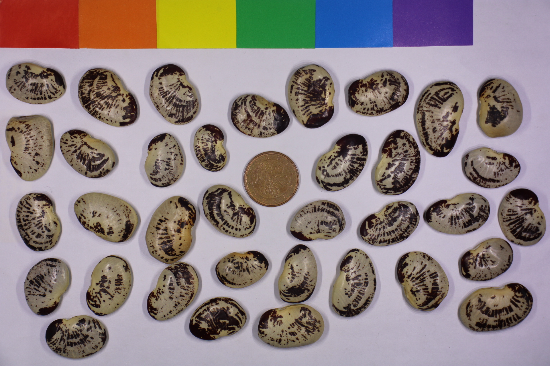 Seed Object Seed (seed-mrn2d) - Roboflow Universe