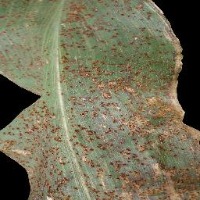 plant disease detection project thumbnail