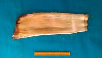 Areca Sheath segmentation project thumbnail