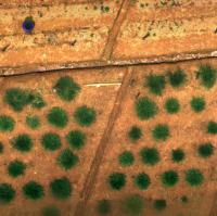 forage_grasses_in_crop_field_od project thumbnail