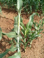 Sorghum project thumbnail