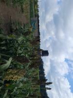 Artemis_Sorghum_Instantseg_batch_1 project thumbnail