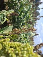 sorghum_batch3_panicle_pearl_seg project thumbnail