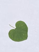 Ayur_leaf project thumbnail