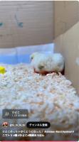  Chick_Segmentation project thumbnail