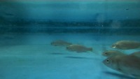 fishdata project thumbnail
