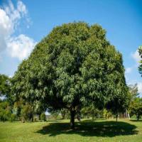 tree project thumbnail