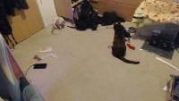 cat coco project thumbnail