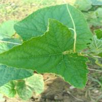 cucumber_leaf_od project thumbnail