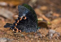 Papilio Paris Tamilana project thumbnail