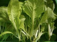 vege project thumbnail