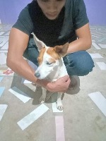 Dataset Image