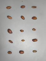 THESIS PEANUT project thumbnail