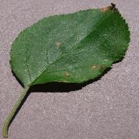 Apple Leaf Diseases project thumbnail