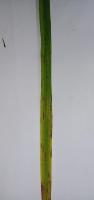 Rice Leaf Diseases project thumbnail