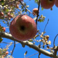 apple project thumbnail