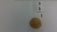 potato project thumbnail