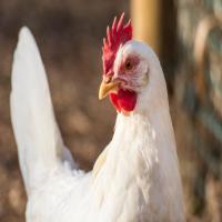 broiler_detection project thumbnail