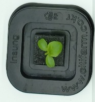 leafDetector project thumbnail