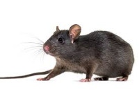 rats project thumbnail