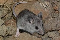 mice_super_dataset project thumbnail