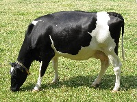 Cow body parts project thumbnail
