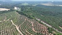 Palm Oil Tree project thumbnail