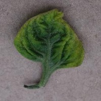 yellow-leaf-curl-virus project thumbnail