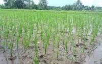 deteksi pertumbuhan tanaman padi project thumbnail