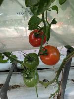 tomato-laboro-little project thumbnail