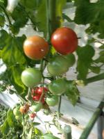 tomato-laboro project thumbnail