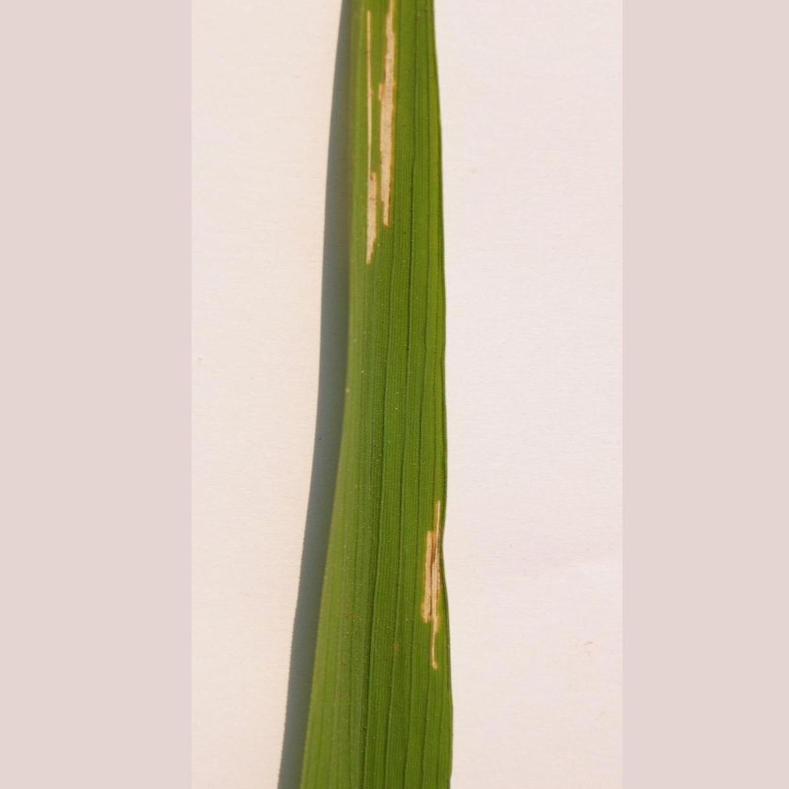 Bacterial Leaf Blight Object Detection Dataset By Rice DISEASE DATASETS