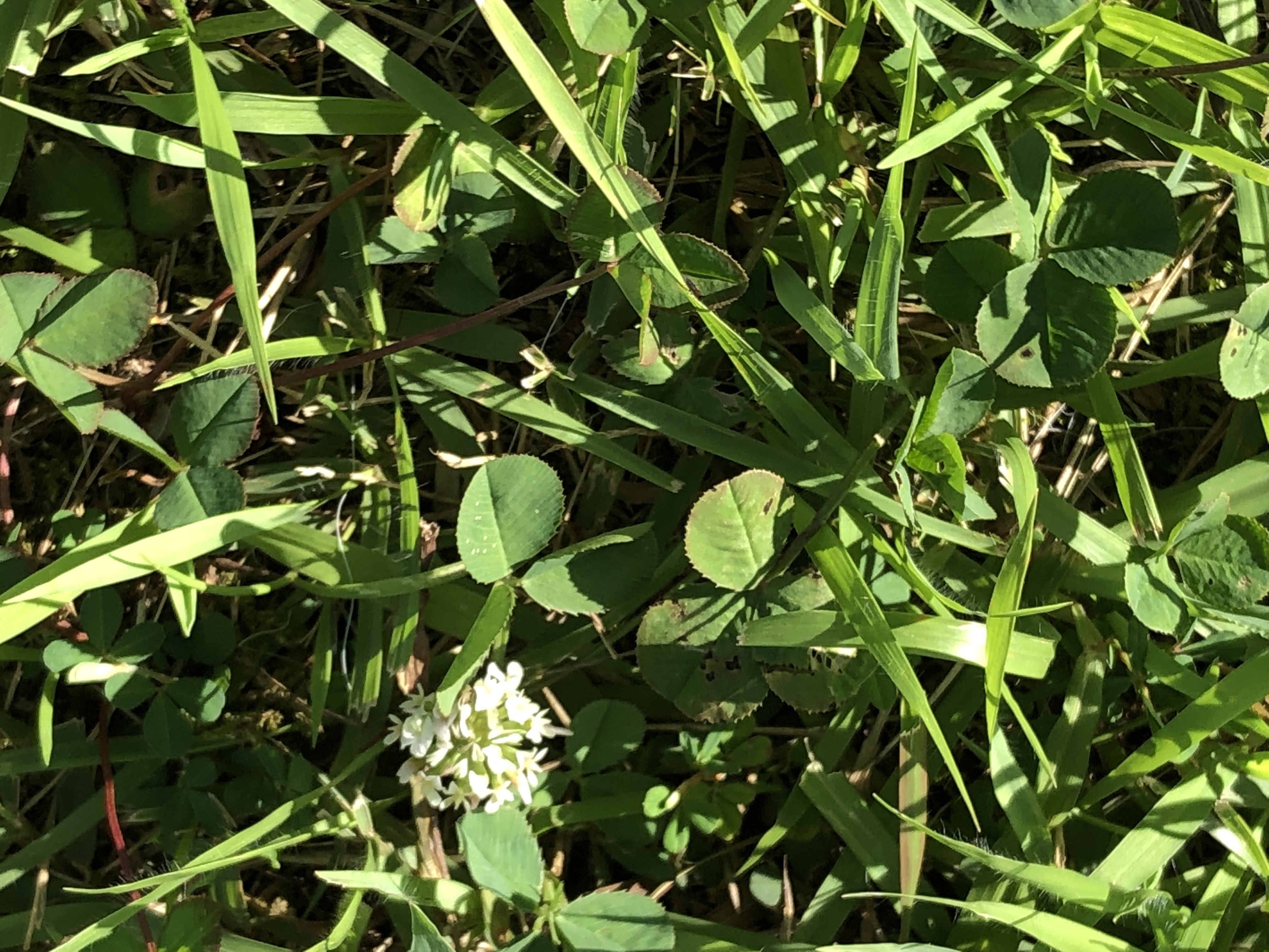 clover detection - Roboflow Universe