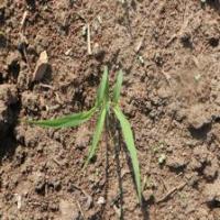 sorghum project thumbnail