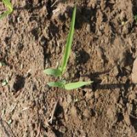 Annotation-sorghum project thumbnail