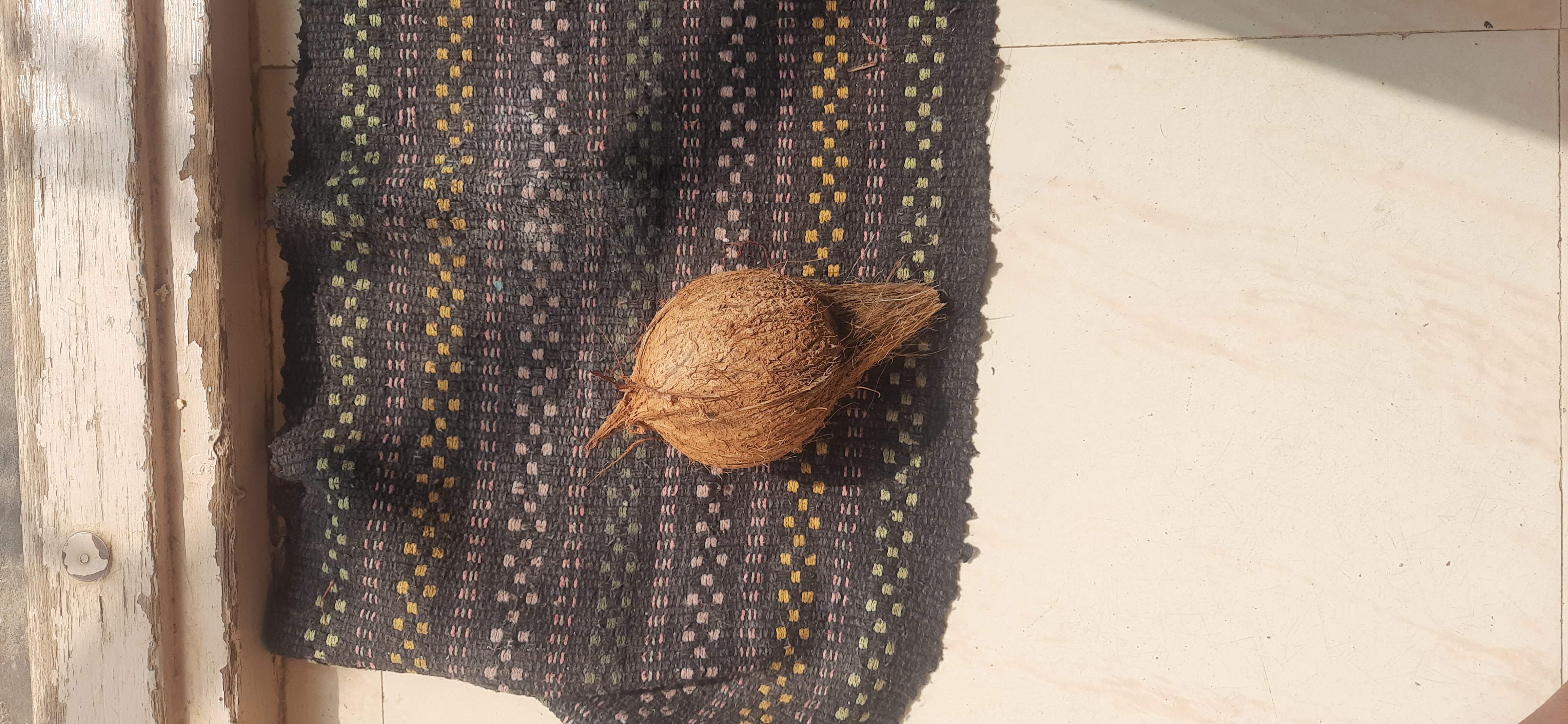 coconut_dataset Object Detection Model by vishnu