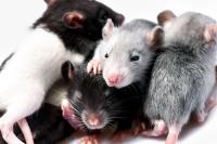 rat detection project thumbnail