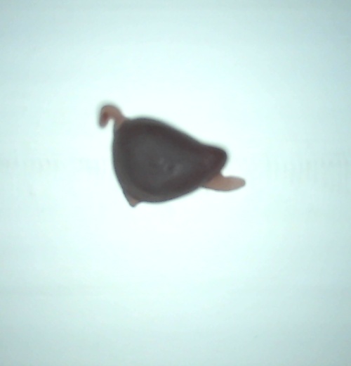 candy Object Detection Model by candy