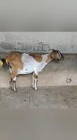 goat project thumbnail