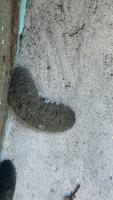 Sea Cucumber project thumbnail