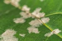 Leaf Disease project thumbnail