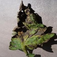 Pesto project thumbnail