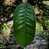 Durian Leaf project thumbnail